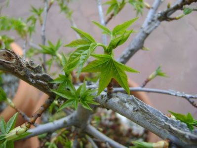 Liquidambar styraciflua