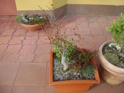 Rodiu & Berberis & Euonymus fortunei emerald