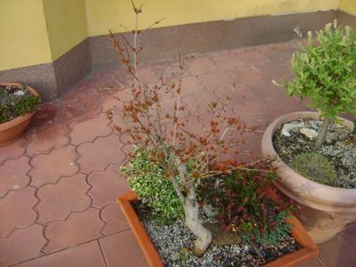 Rodiu & Berberis & Euonymus fortunei emerald