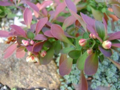 Berberis, flori