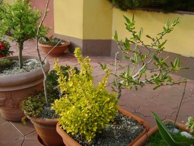 Magnolia stellata & Berberis auriu