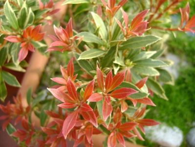 Pieris japonica