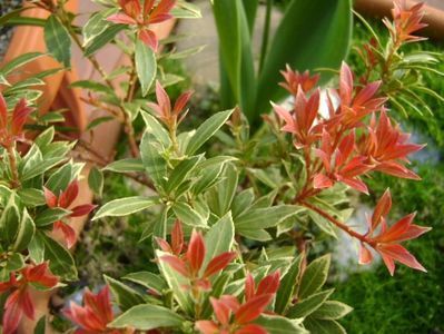 Pieris japonica