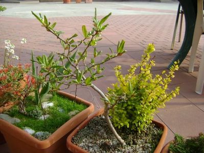 Magnolia stellata & Berberis auriu