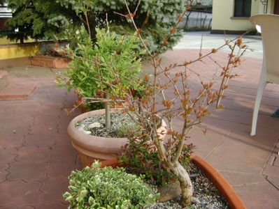 Rodiu & Berberis & Euonymus fortunei emerald