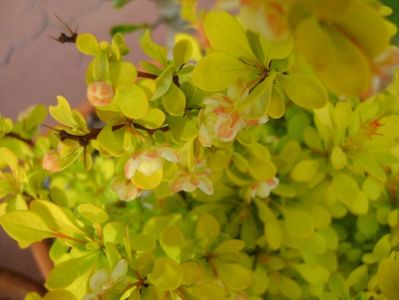 Berberis auriu, flori