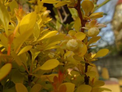 Berberis auriu, flori