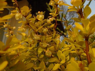 Berberis auriu, flori