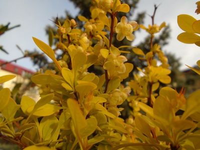 Berberis auriu, flori