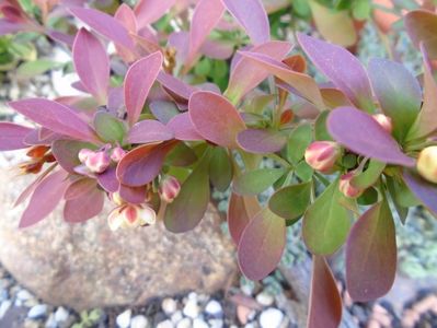 Berberis, flori