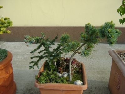 Abies pinsapo & Pinus ”Shizukagoten”