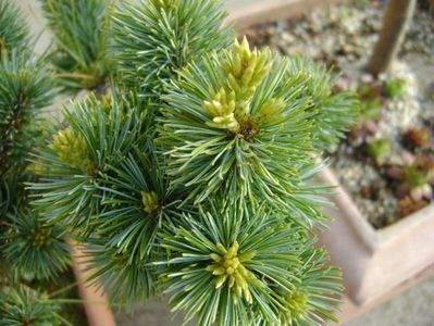 Abies pinsapo & Pinus ”Shizukagoten”