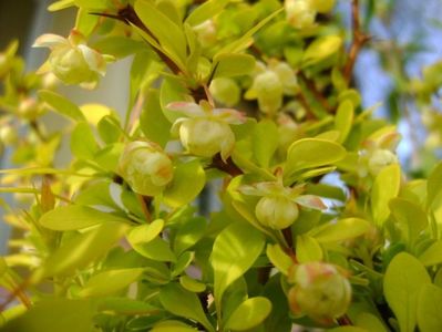 Berberis auriu, flori