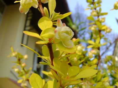 Berberis auriu, flori