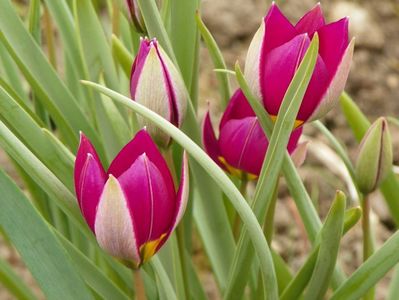 tulipa Persian Pearl
