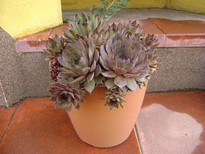 Sempervivum