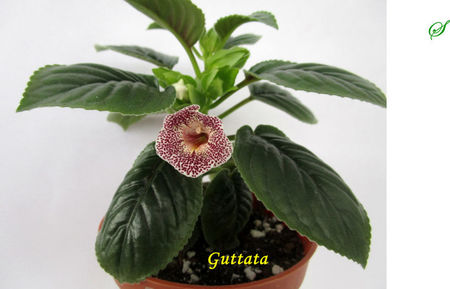 Guttata(11-04-2019)