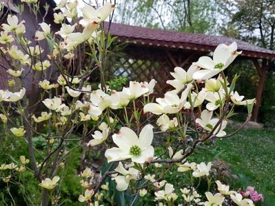 Cornus Florida White Clouds