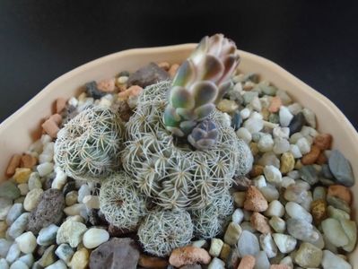 Gymnocalycium bruchii