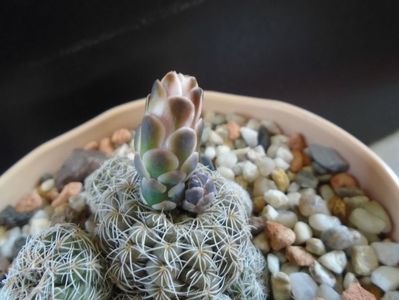 Gymnocalycium bruchii