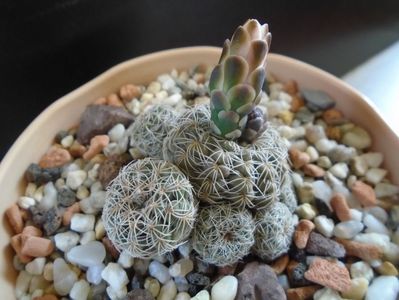 Gymnocalycium bruchii