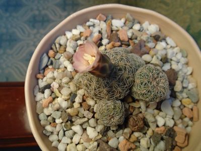 Gymnocalycium bruchii