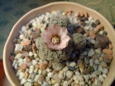 Gymnocalycium bruchii