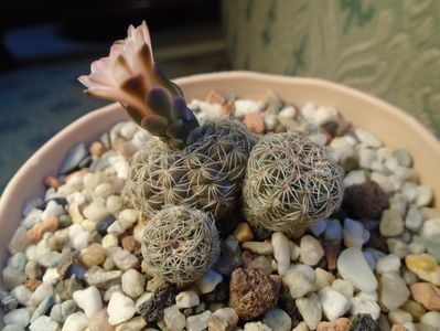 Gymnocalycium bruchii