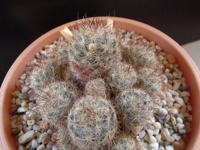 Mammillaria prolifera ssp. texana