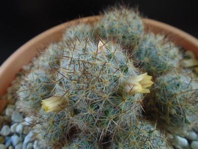 Mammillaria prolifera ssp. texana