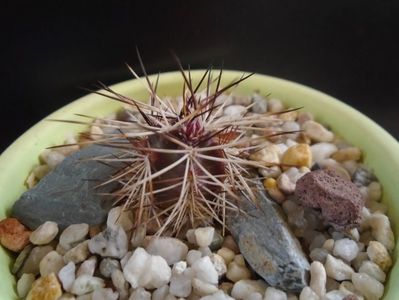 Echinocereus viridiflorus v. davisii, boboc