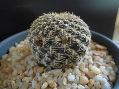 Rebutia (Sulcorebutia) arenacea, boboci