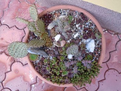 Minirocarie - cactusi si suculente winter hardy; Opuntia phaeacantha 
Opuntia fragilis - 2 varietati
