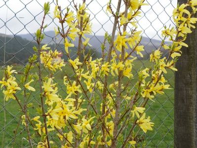 forsythia Lemon Supreme