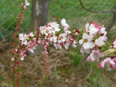 spiraea Fujino Pink