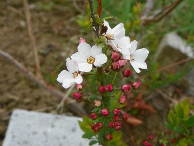 spiraea Fujino Pink