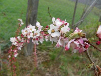 spiraea Fujino Pink