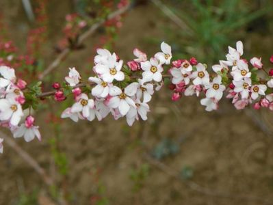 spiraea Fujino Pink