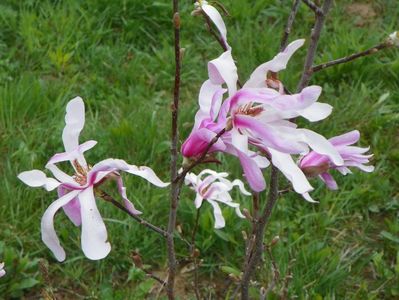 magnolia stellata Rosea