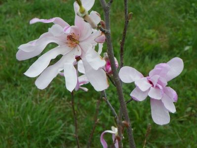 magnolia stellata Rosea