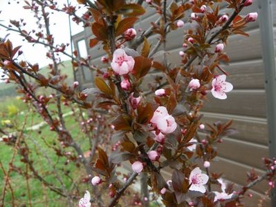 prunus cerasifera Nigra