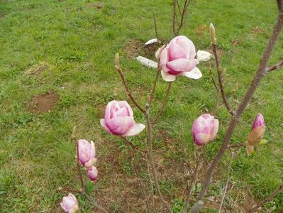 magnolia Rustica Rubra