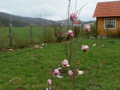 magnolia Rustica Rubra