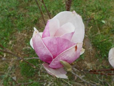 magnolia Rustica Rubra