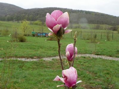 magnolia Rustica Rubra