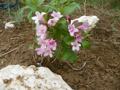 weigela Pink Poppet