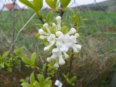 viburnum farreri candidissimum