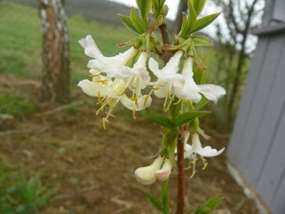 lonicera fragrantissima