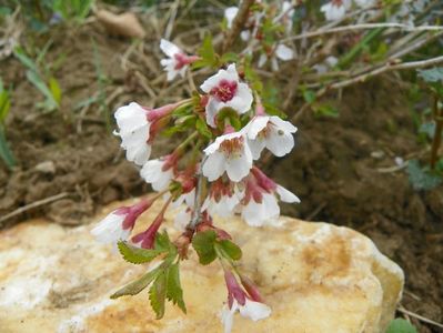 prunus Kojo-no-mai