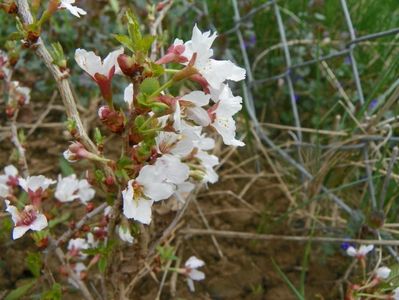 prunus Kojo-no-mai